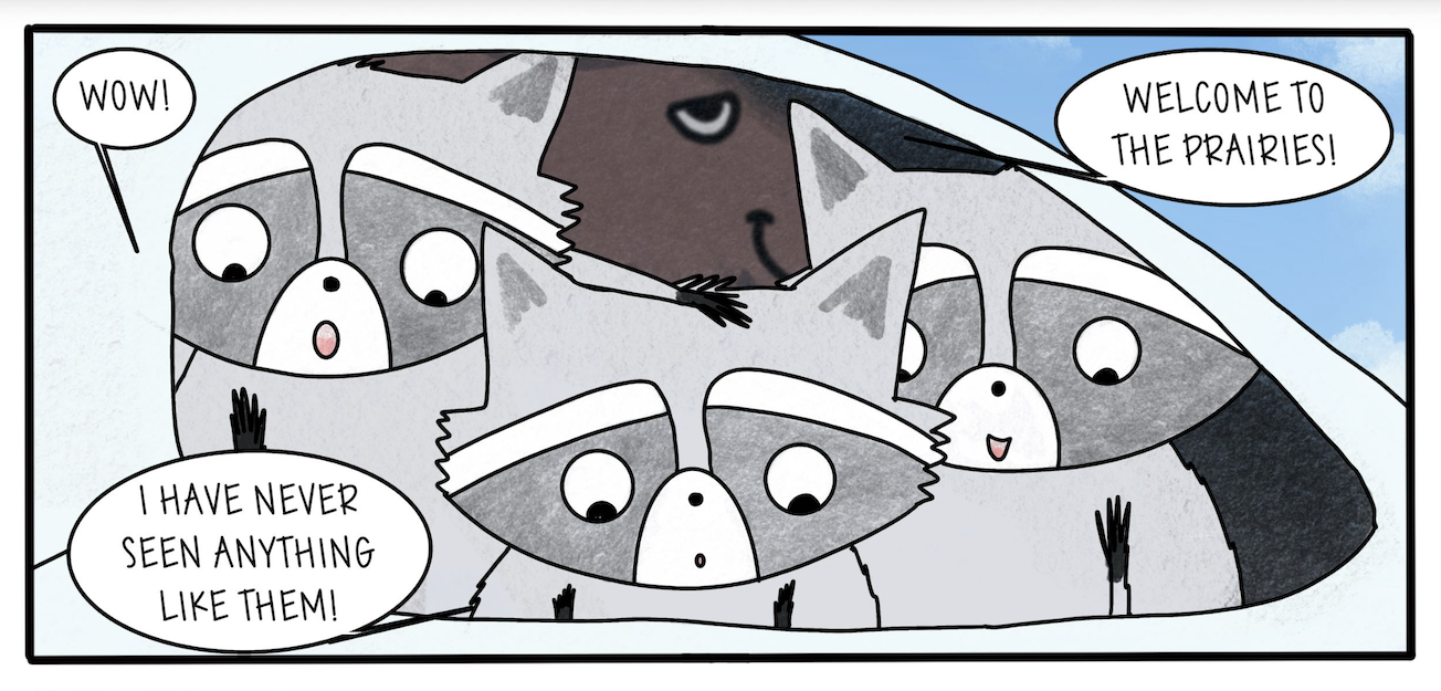 3 raccoons in canada - the book - sneak peeka