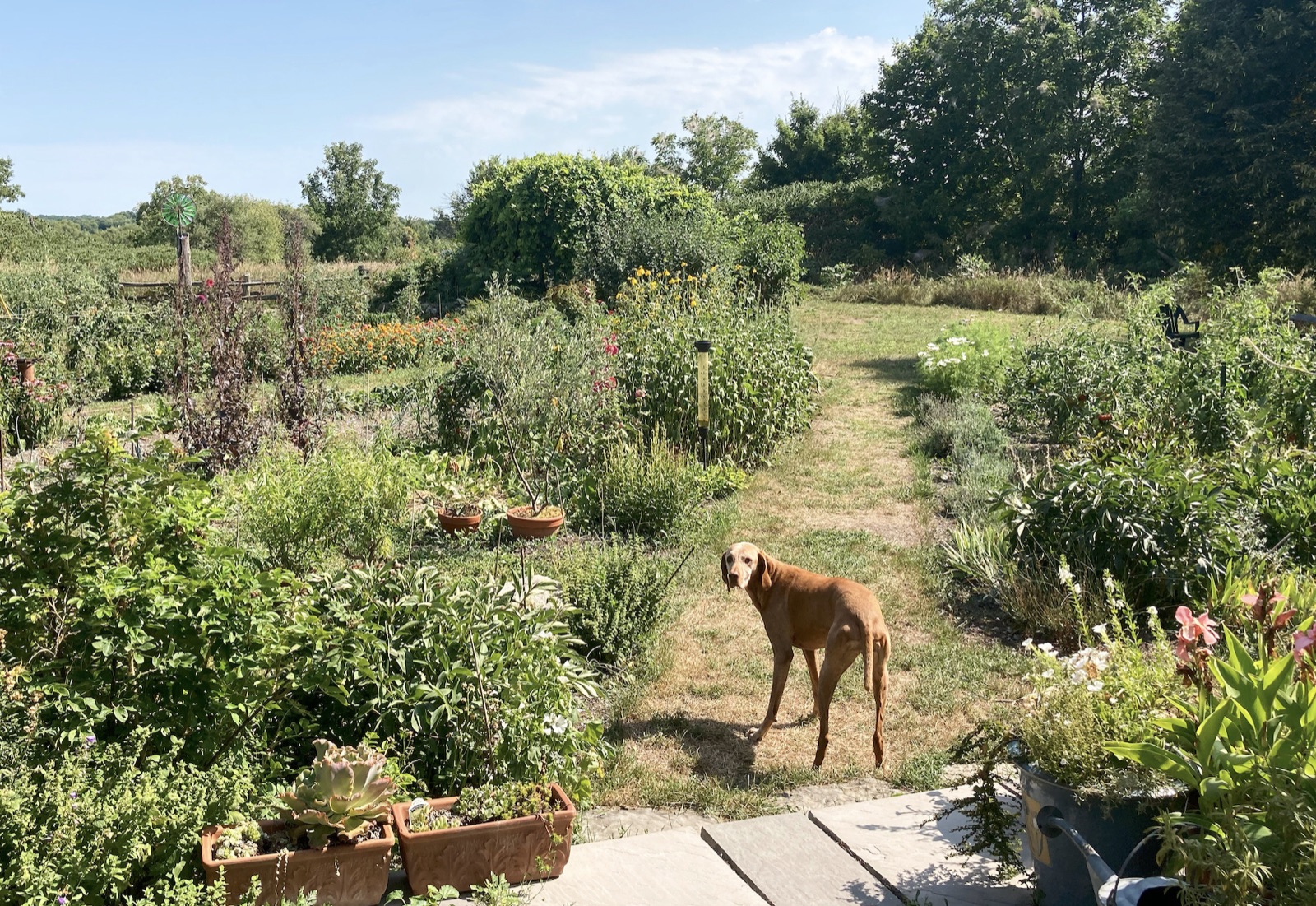 mad-dog-gallery-garden-dog-prince-edward-county-road-trip-ontario-little-me-in-big-canada-chasing-wonder