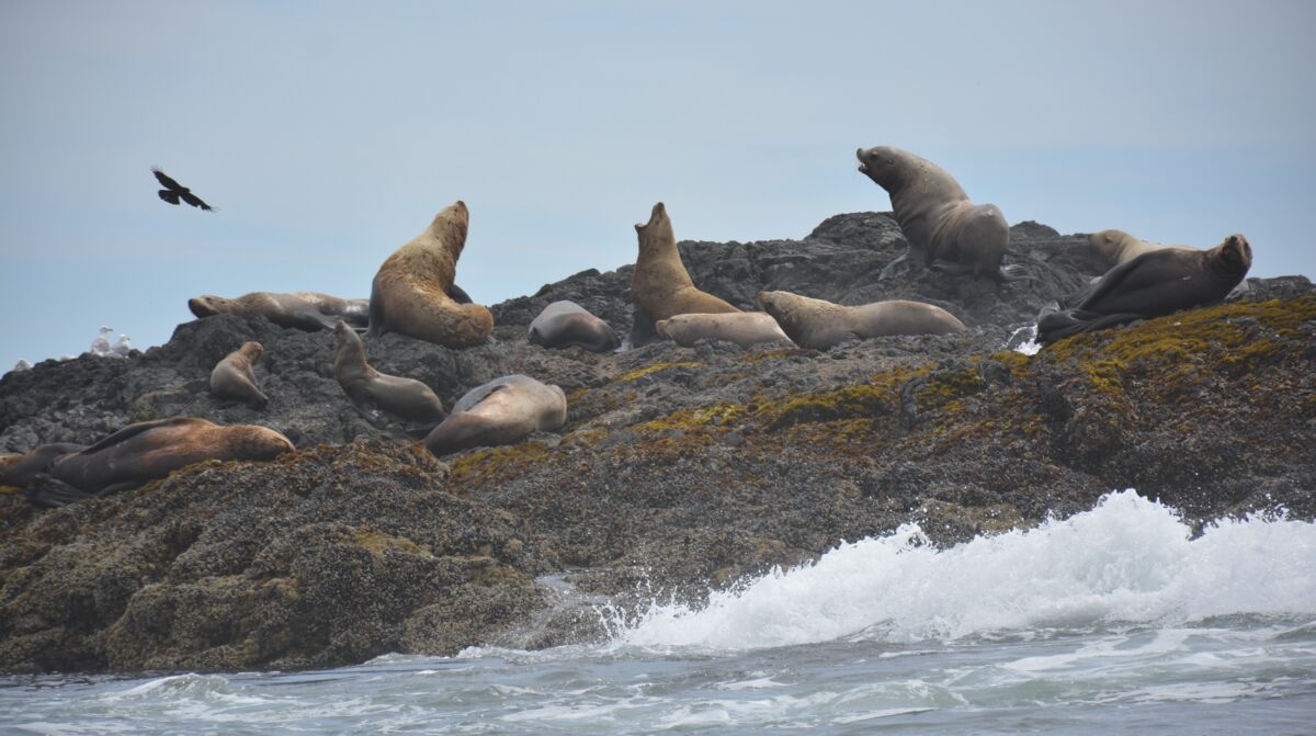 sea-lions-whale-watching-tofino-wildlife-pacific-rim