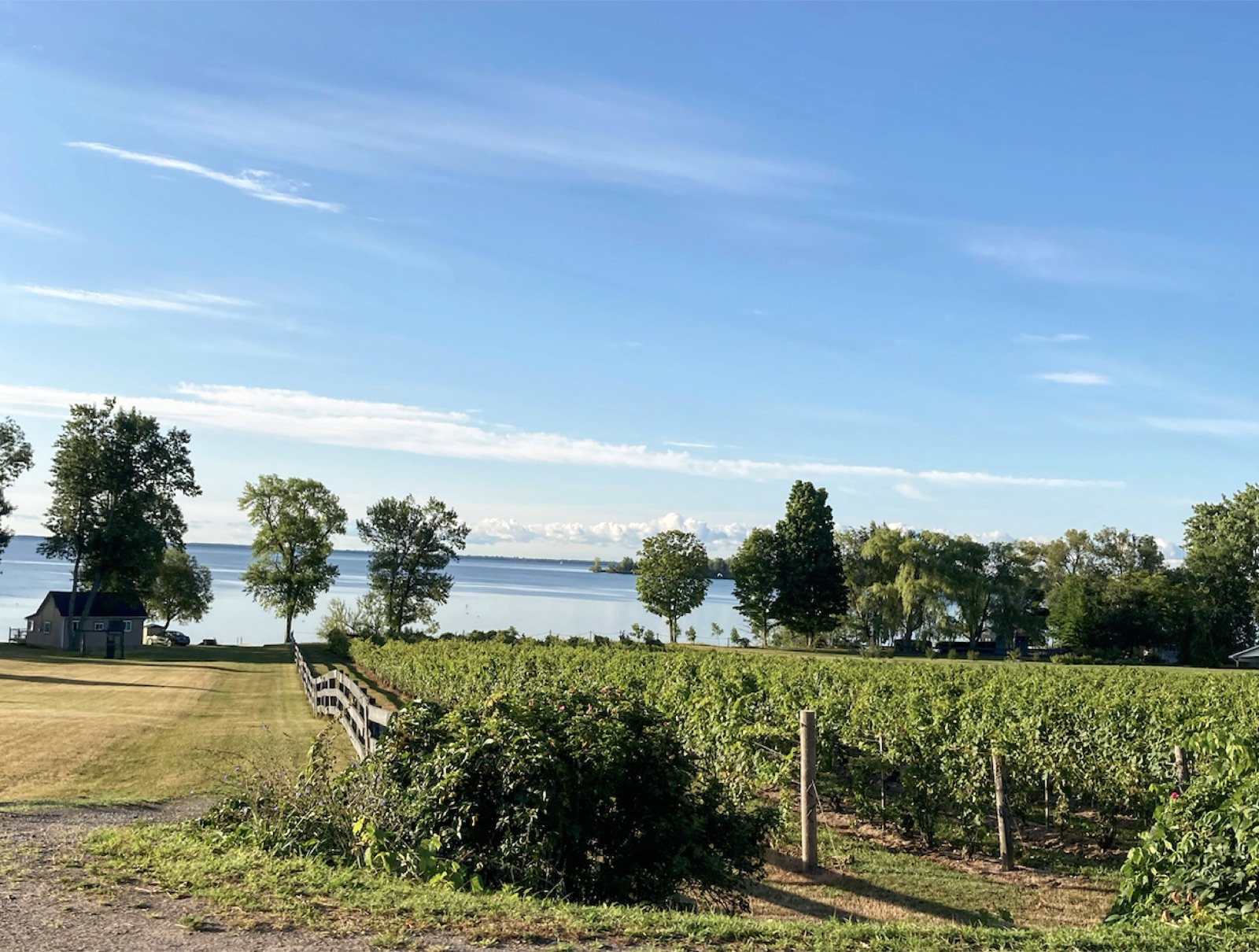 vineyards-by-lake-ontario-prince-edward-county-road-trip-little-me-in-big-canada-chasing-wonder