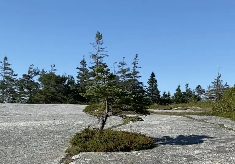 lone-spruce-granite-barrens-nova-scotia