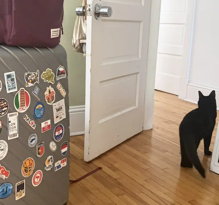 black-cat-airbnb-room-moncton-new-brunswick