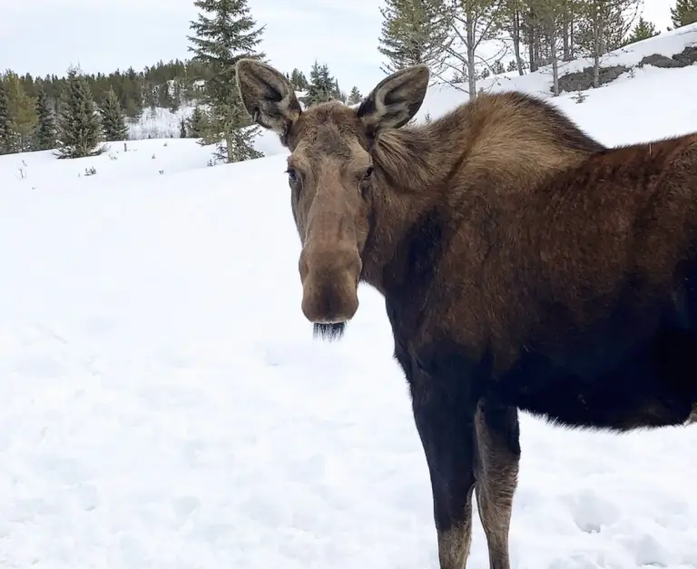 moose-yukon-wildlife-preserve-whitehorse