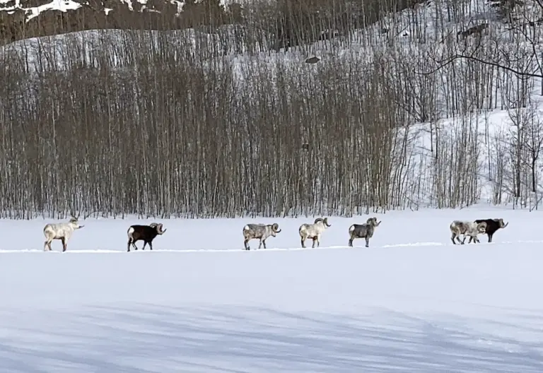 thinhorn-sheep-yukon-wildlife-preserve